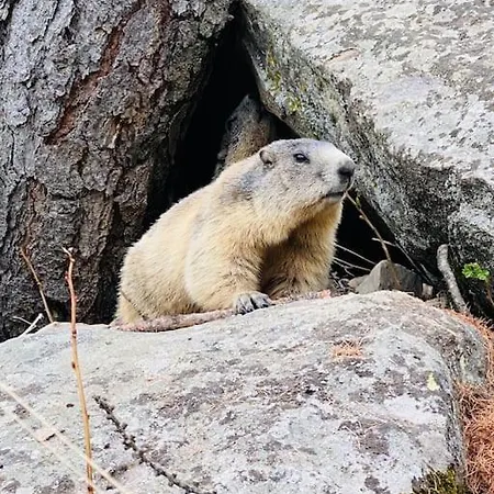 De Charme Avec Vue Sur Le Val D'allos, Parking Et Wifi Gratuit